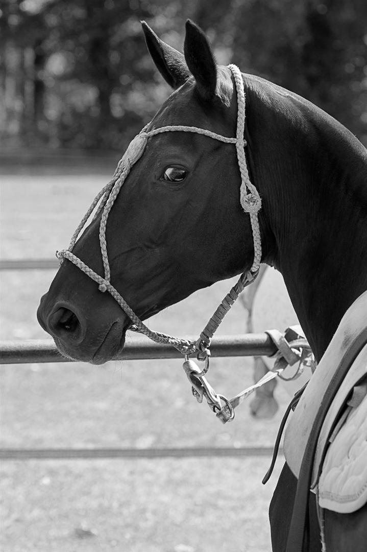 thierry poussard exhibit expo polo magazine